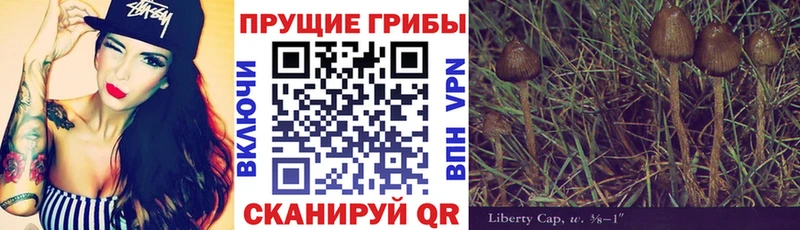 Псилоцибиновые грибы Cubensis  ОМГ ОМГ   Кировград 